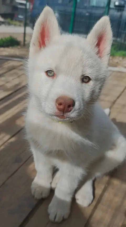 Siberian Husky  Bishop Of Bright Star Syrius