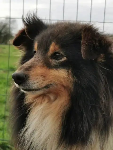Shetland Sheepdog  Petit photo 2