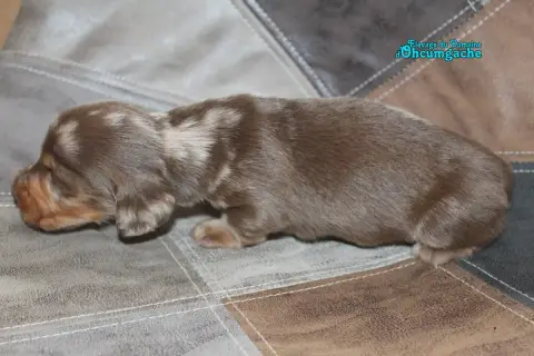 Teckel Poil Long 
                        Chiot N°1 D 7966c photo 2