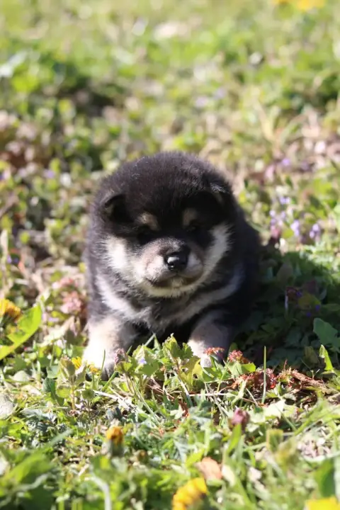 Shiba