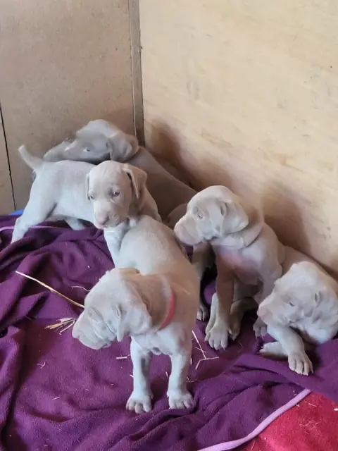 Braque De Weimar  Chiot 2 Des Landes De Gascogne photo 2