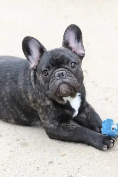 Bouledogue Français  Billy Du Vallon Des Furby'S photo 3