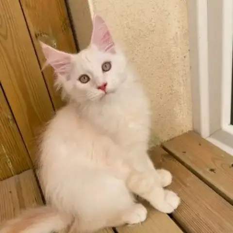 Maine Coon