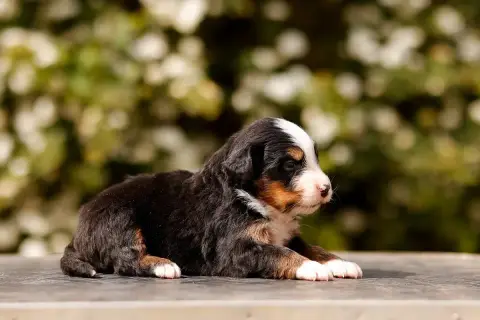 Bouvier Bernois  Chiot 3 De La Vallée De L'Hyrome photo 3