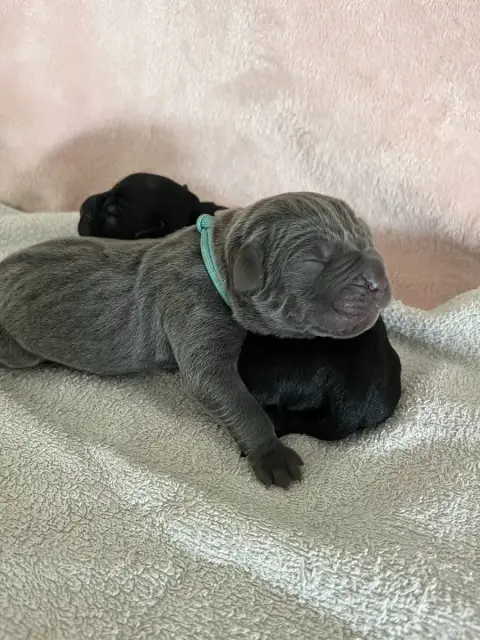 Cane Corso  Turquoise Du Domaine De La Voie Romaine 466b0