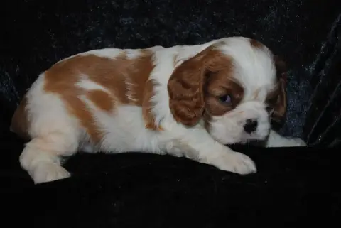 Cavalier King Charles Spaniel  Bandit De La Colline A 1dc82 photo 3