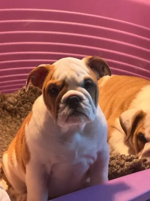 Bulldog Anglais  Anastasie The Bull'S Of Sweetness Ma c6b20 photo 2