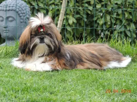 Shih Tzu  Chiot 2 Des Trésors De Kailash photo 3