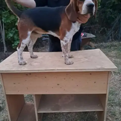 Chien Beagle Poil Court