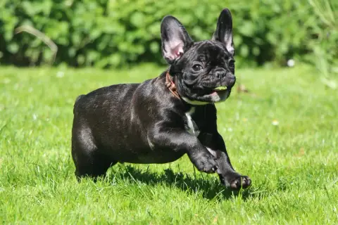 Bouledogue Français  Benji : Collier Marron De La Not 79ec7