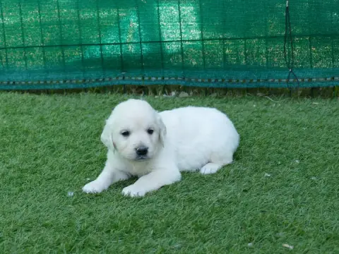 Golden Retriever photo 2