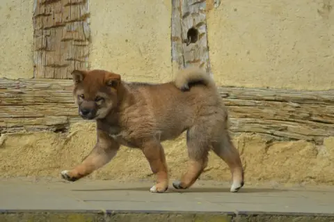 Shiba  Chiot 1 Sumidagawasou photo 2