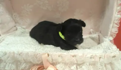 Bichon Havanais  Collier Vert Von Bereich Sandalvi