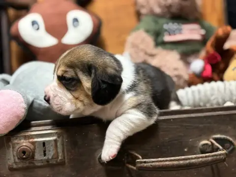 Beagle  Chiot N°2 Du Domaine Des Pattes Dorées