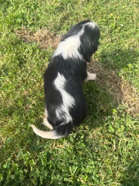 Cavalier King Charles Spaniel  B..... photo 3