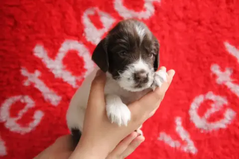 English Springer Spaniel  B Brush Master