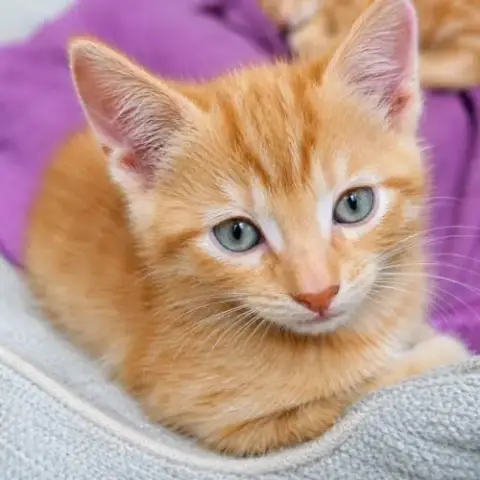 Chaton Harry