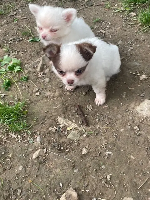 Chihuahua  Chiot N°2 De La Combe Aux Genêts photo 3