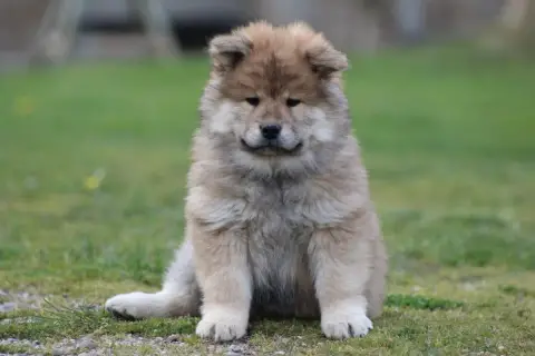 Eurasier  B'Tonka Du Domaine D'Alvheim