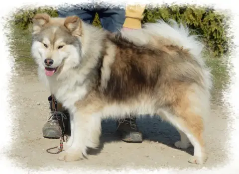 Chien Finnois De Laponie  Chiot 1 Des Etoiles Finnois 8bc8d photo 2
