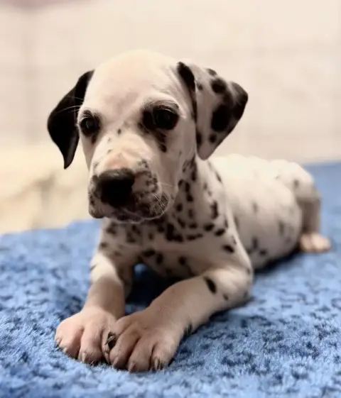Dalmatien  Chiot N°6 Valma'S Signature photo 2