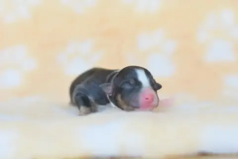 Berger Australien  Chiot 3 Roz Liammet photo 2