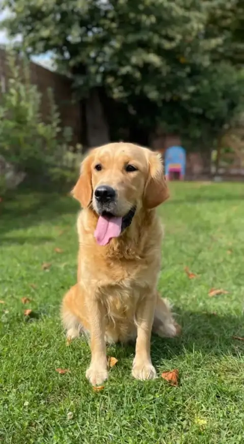 Golden Retriever  Chiot N°1 photo 3