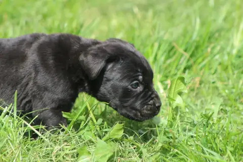 Cane Corso  Chiot N°1 photo 3