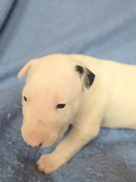 Bull Terrier  Chiot 2 By The Wall photo 2