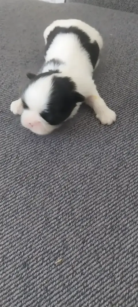 Shih Tzu  Chiot N°4 Du Domaine Du Village Fleuri
