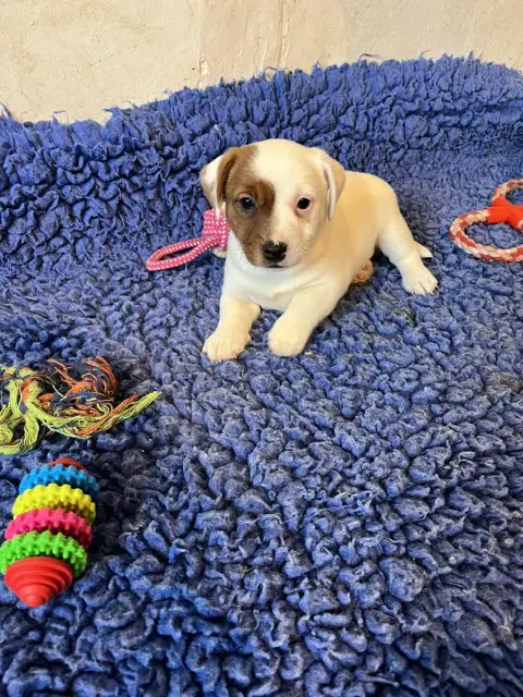 Jack Russell Terrier  Chiot N°2 La Seigneurie Du Doma 931ba photo 2