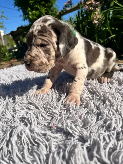 Dogue Allemand  Arlequine Collier Vert Des Terres De  00ee1 photo 3