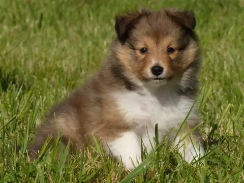 Shetland Sheepdog  Monsieur Bango Du Domaine De Boisc 362f0