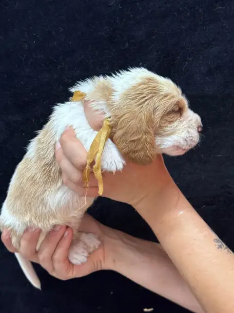 Basset Hound  Blondain Collier Beige Bicolore Du Berc 5ac9f photo 2