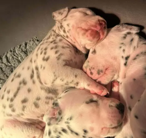 Dalmatien  Chiot N°1 Des Terres De Dai