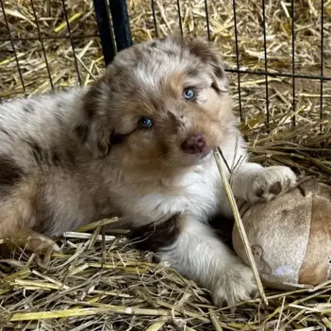 Chiots Bergers Australiens Lof