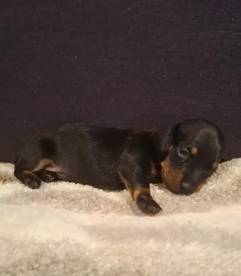 Teckel Poil Ras  Chiot N°4 Du Mas De Kevantsteph