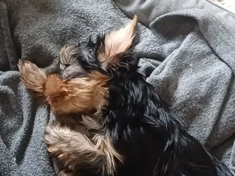 Yorkshire Terrier  Anastasia Fantasia Du Domaine De L bde11
