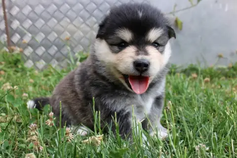 Chien Finnois De Laponie  Bjarni Oki De La Vallée D'A 78ce0