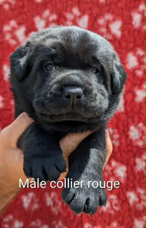 Labrador Retriever photo 2