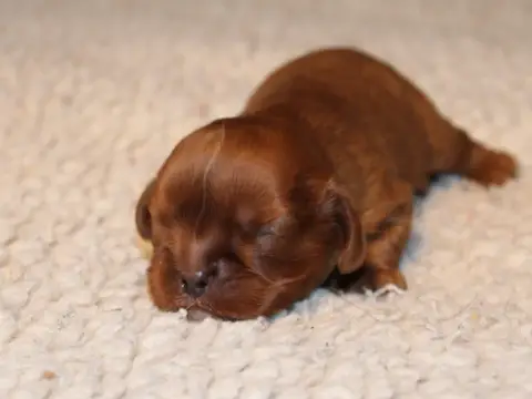 Cavalier King Charles Spaniel  Chiot N°2 Du Clos D'Ar c42bf photo 2