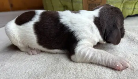 English Springer Spaniel  B..................... Des  53a39 photo 3