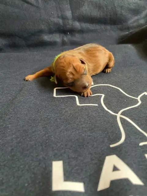 Pinscher Nain  Chiot N°1 Collier Vert Du Hameau Des N 4e07f photo 2