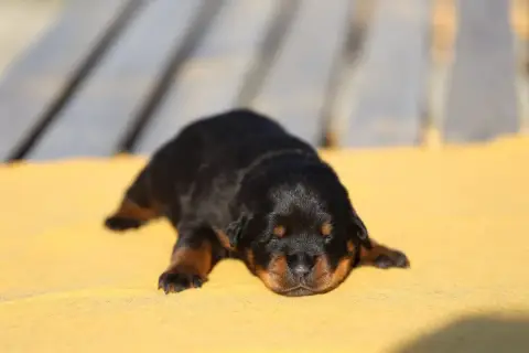 Rottweiler  Collier Bordeaux Von Schwarzer Beschützer fc18c