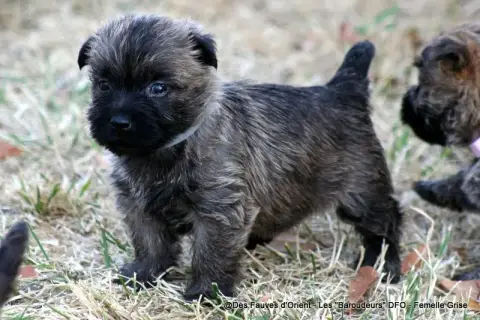 Adopter Cairn Terrier 
                        Femelle Grise  0e773