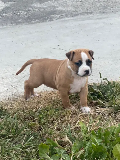 American Staffordshire Terrier  Bulma Des Fauves Du P e5d2a