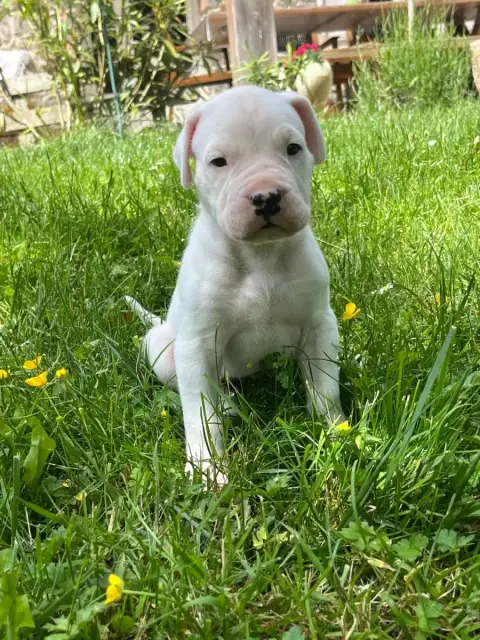 Dogo Argentino  Baila Tabajara Del Pampa