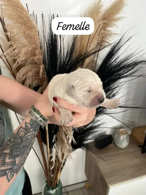 Golden Retriever  Beyonce Des Grands Lacs