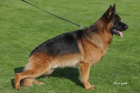 Berger Allemand  Balto Du Fort De Plappeville photo 2