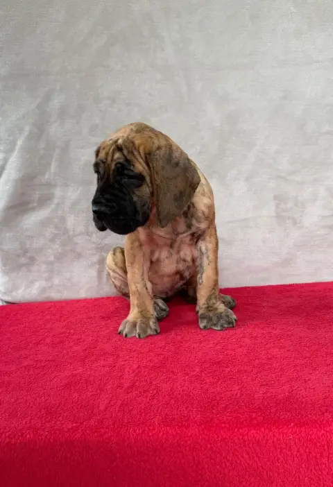 Dogue Allemand  Bia Du Torrent Royal